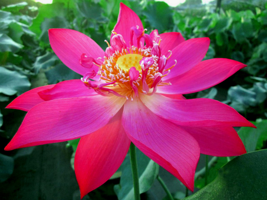 【人文動態】人文園林在第九屆中國花卉博覽會上創佳績，榮獲1金1銀兩項大獎