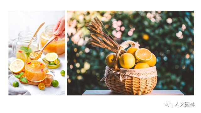 活動報名|人文園林旗下花點園藝五周年慶活動月來啦~古法香丸、柚子茶、無患子手工皂、圣誕花環(huán)DIY