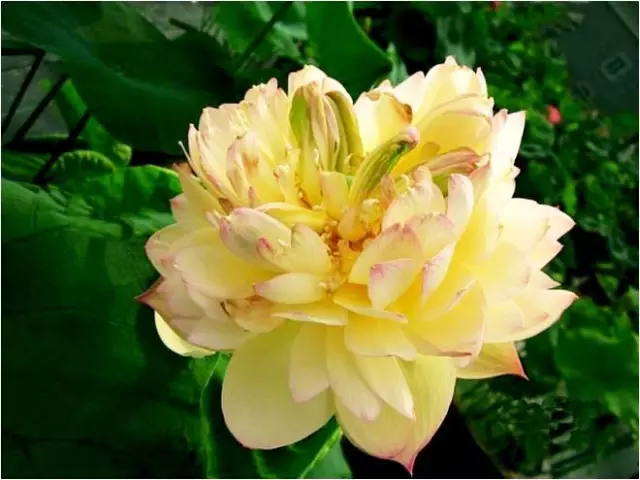 1510815544134590837D.png QQ圖片20171116145440.png