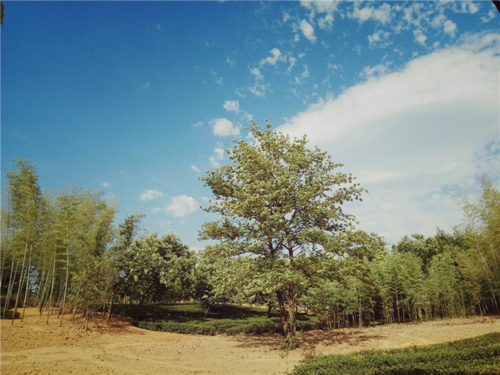 15371807748697581D74.jpg 雷富平-1.jpg