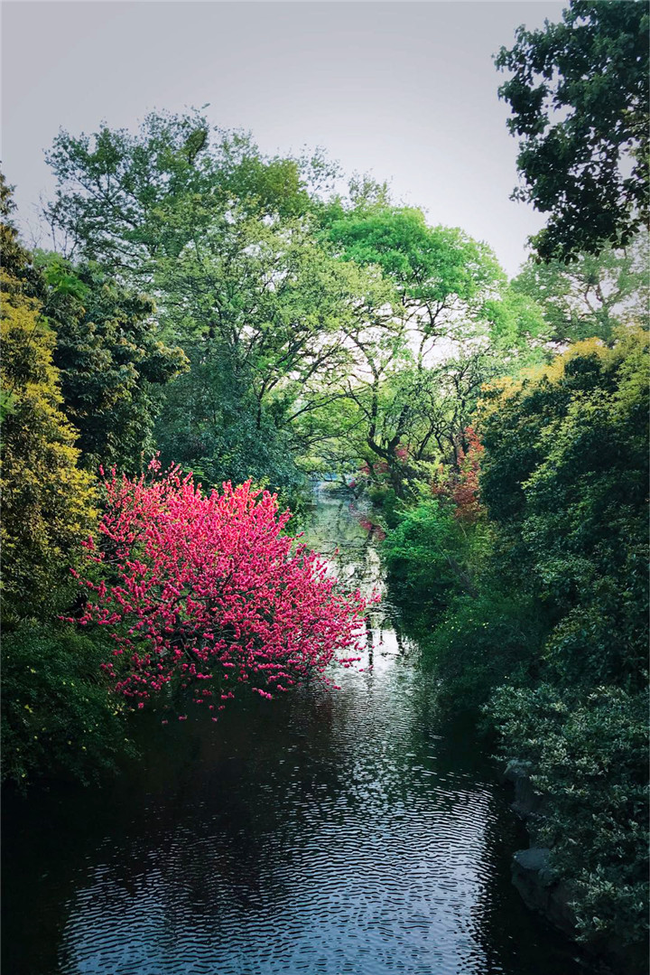 1537180895432426F31B.jpg 趙玕-《紅梅漏春》.jpg