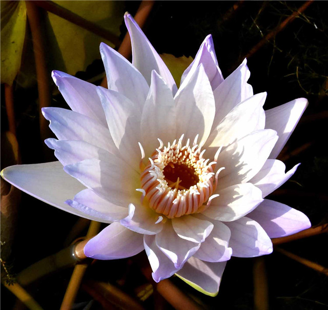 1541747904392621CE3F.jpg 人文 初月.jpg