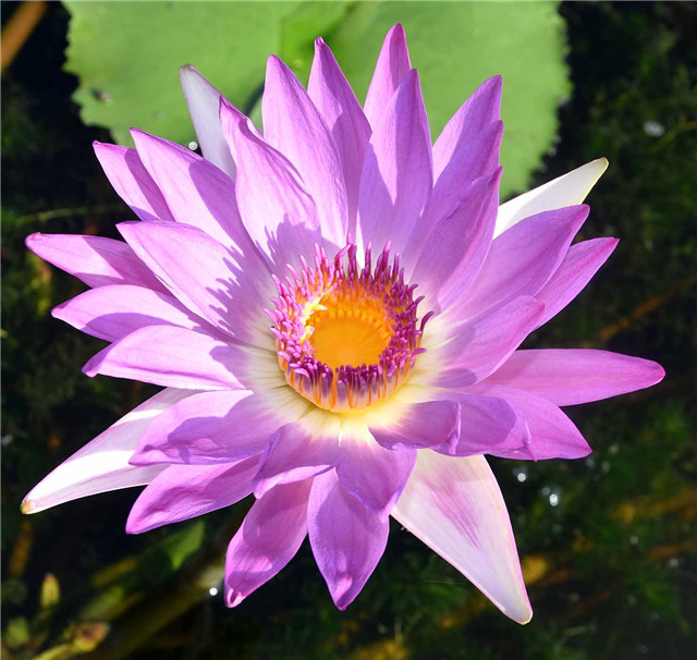 15417479386076948701.jpg 人文 粉黛.jpg