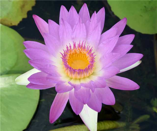 1541748006103779933A.jpg 人文 紫霞.jpg