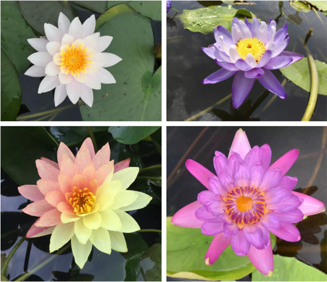 1545272930119981260E.jpg QQ圖片20181220102736.jpg